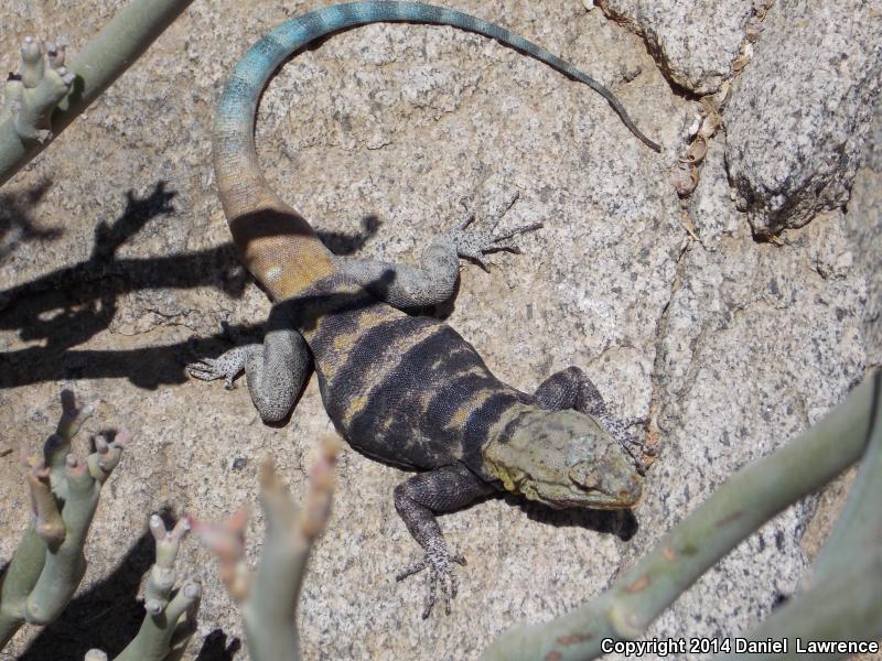 Short-nosed Rock Lizard (Petrosaurus repens)