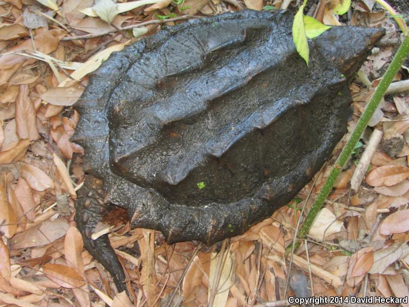 Alligator Snapping Turtle (Macrochelys temminckii)