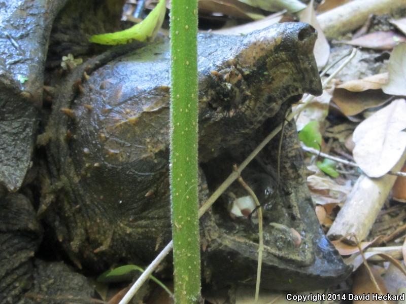 Alligator Snapping Turtle (Macrochelys temminckii)