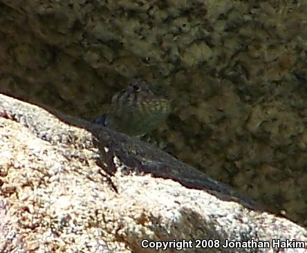Granite Spiny Lizard (Sceloporus orcutti)