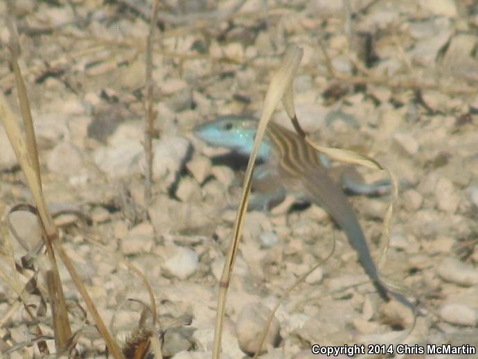 Trans-Pecos Striped Whiptail (Aspidoscelis inornata heptagramma)