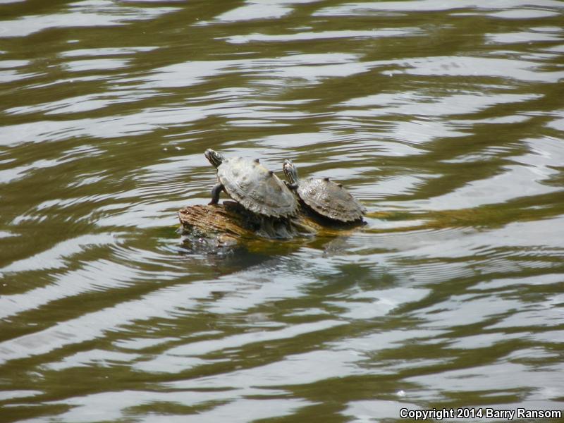 Black-knobbed Map Turtle (Graptemys nigrinoda)