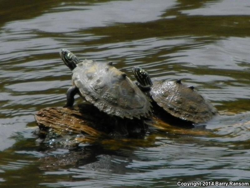 Black-knobbed Map Turtle (Graptemys nigrinoda)