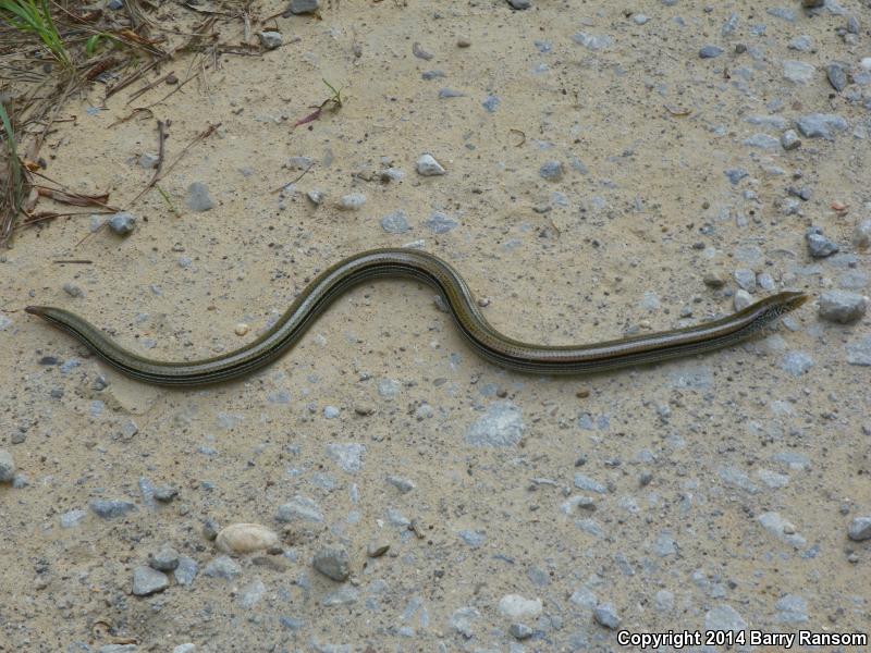 Eastern Slender Glass Lizard (Ophisaurus attenuatus longicaudus)