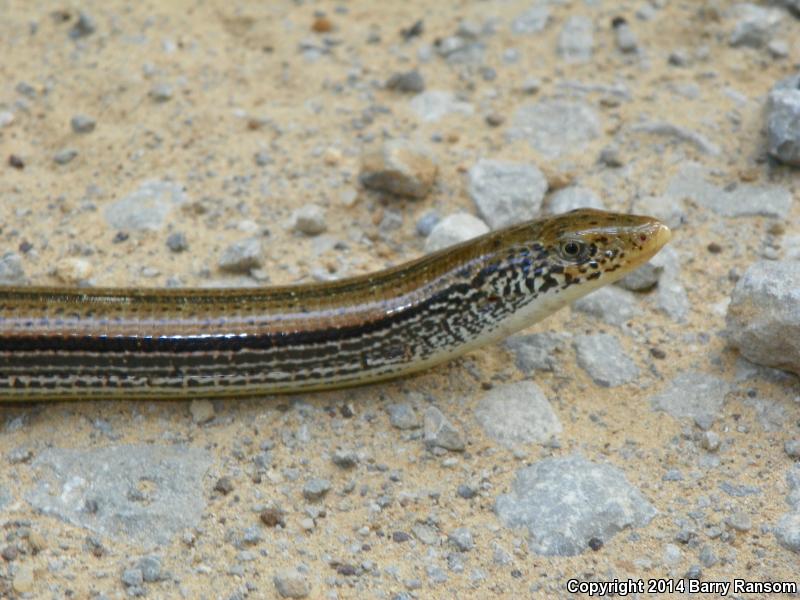 Eastern Slender Glass Lizard (Ophisaurus attenuatus longicaudus)