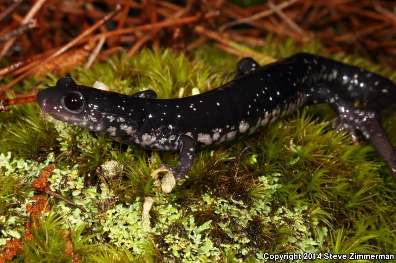 Kiamichi Slimy Salamander (Plethodon kiamichi)