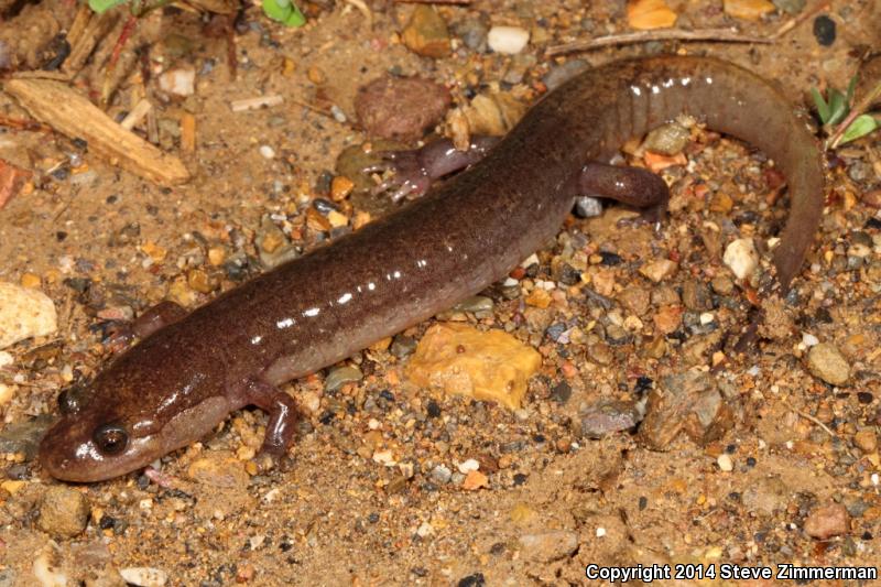 Ouachita Dusky Salamander (Desmognathus brimleyorum)