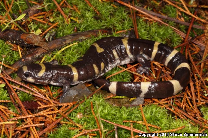 Ringed Salamander (Ambystoma annulatum)