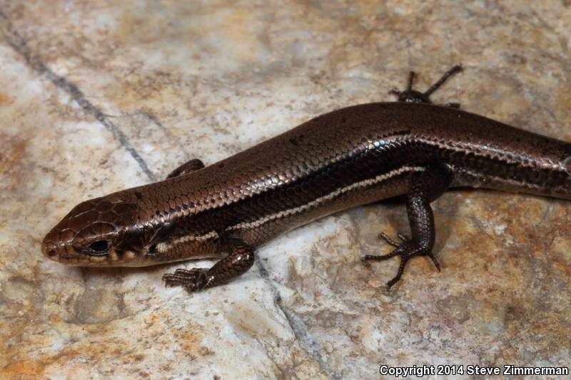 Southern Coal Skink (Plestiodon anthracinus pluvialis)