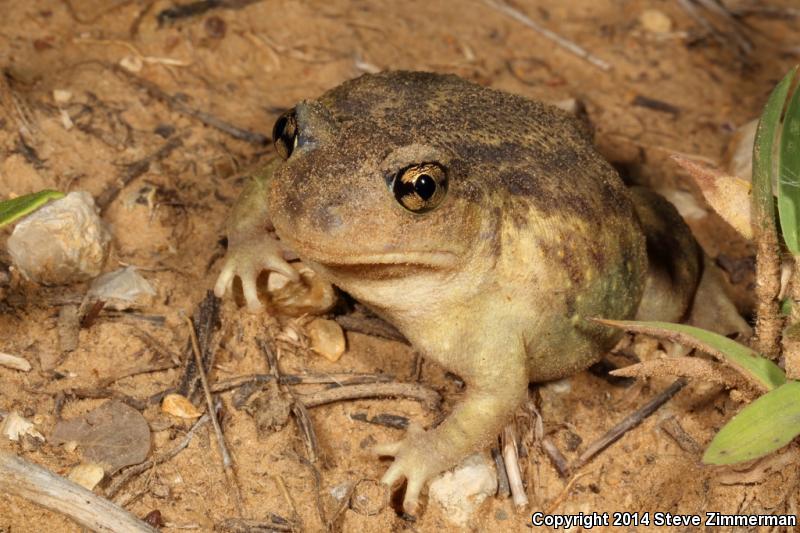 Hurter's Spadefoot (Scaphiopus hurterii)