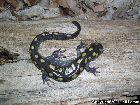 Spotted Salamander (Ambystoma maculatum)