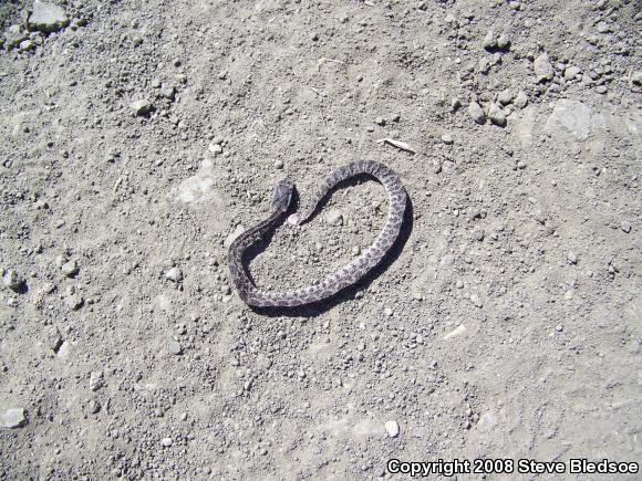 Southern Pacific Rattlesnake (Crotalus oreganus helleri)