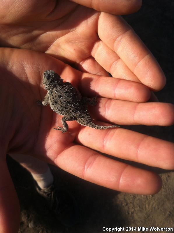 Pygmy Short-horned Lizard (Phrynosoma douglasii)