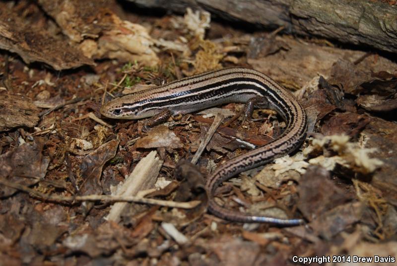 Northern Prairie Skink (Plestiodon septentrionalis)