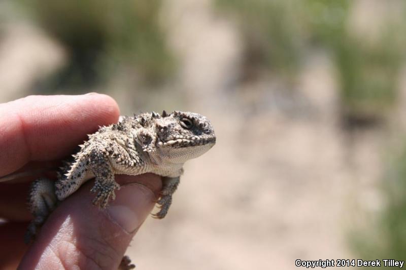 Pygmy Short-horned Lizard (Phrynosoma douglasii)