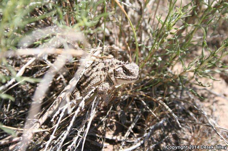 Pygmy Short-horned Lizard (Phrynosoma douglasii)