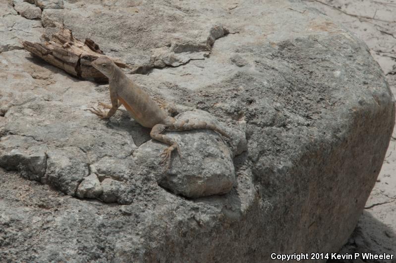 Texas Earless Lizard (Cophosaurus texanus texanus)