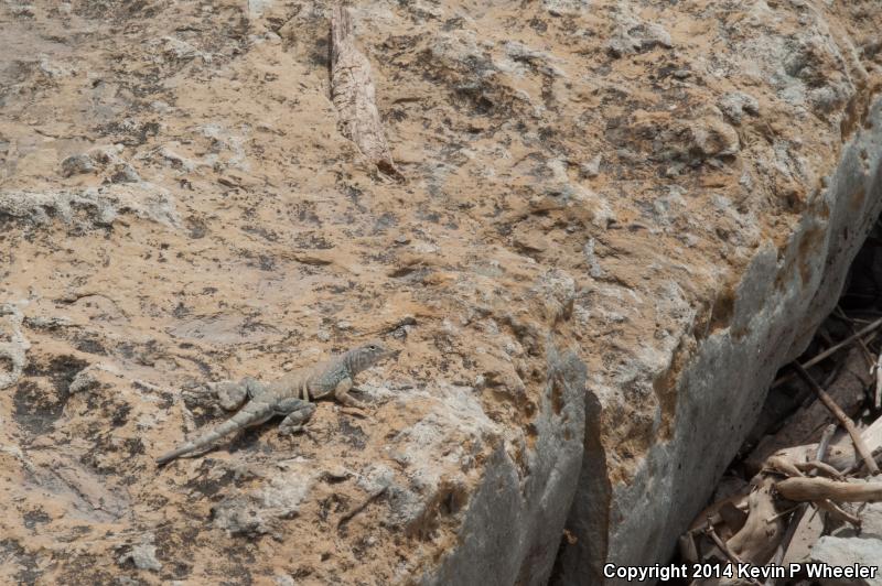 Texas Earless Lizard (Cophosaurus texanus texanus)