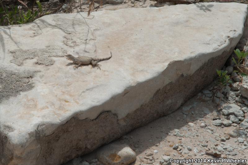 Texas Earless Lizard (Cophosaurus texanus texanus)