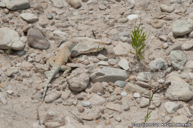 Texas Earless Lizard (Cophosaurus texanus texanus)