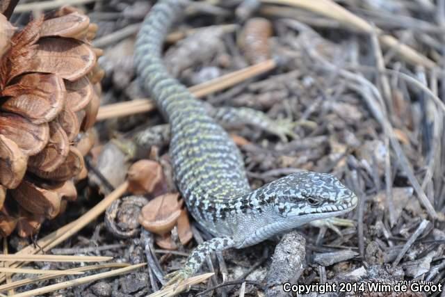 Shasta Alligator Lizard (Elgaria coerulea shastensis)