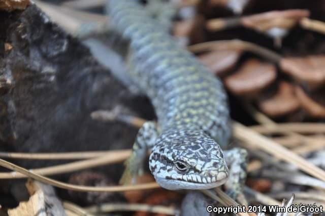 Shasta Alligator Lizard (Elgaria coerulea shastensis)