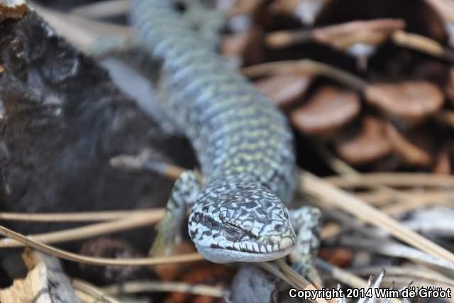 Shasta Alligator Lizard (Elgaria coerulea shastensis)