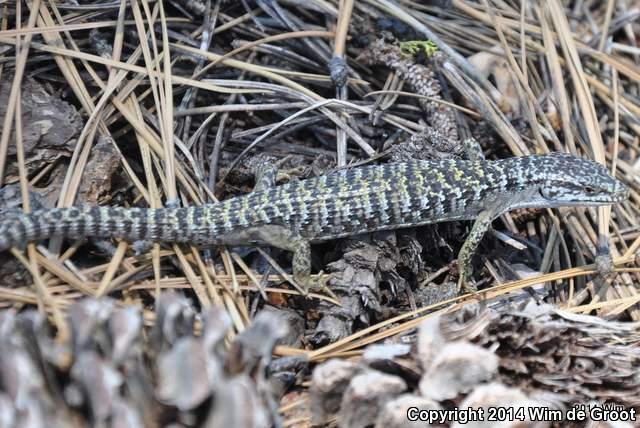 Shasta Alligator Lizard (Elgaria coerulea shastensis)