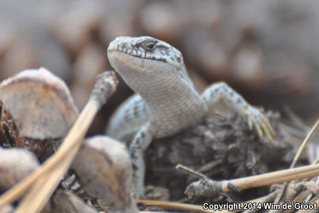 Shasta Alligator Lizard (Elgaria coerulea shastensis)