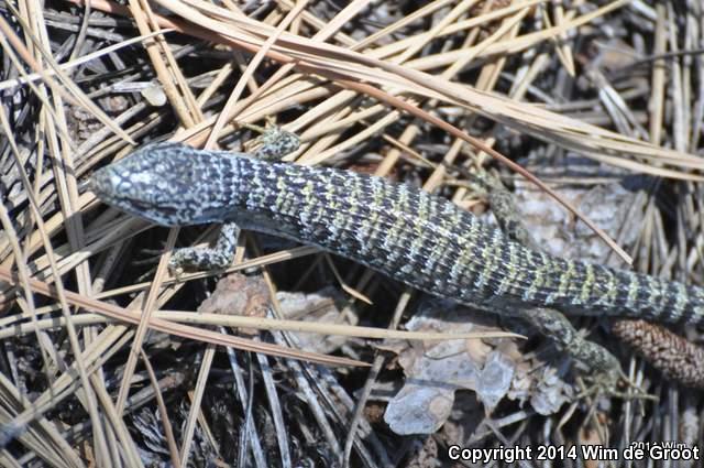 Shasta Alligator Lizard (Elgaria coerulea shastensis)