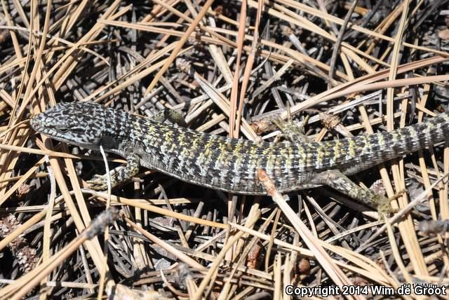 Shasta Alligator Lizard (Elgaria coerulea shastensis)