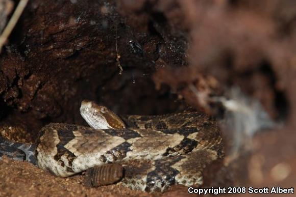 Timber Rattlesnake (Crotalus horridus)