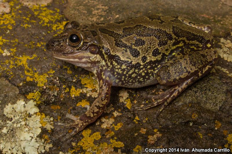 Lowland Burrowing Treefrog (Smilisca fodiens)