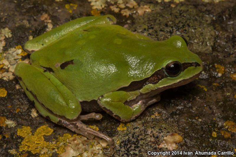 Mountain Treefrog (Hyla eximia)