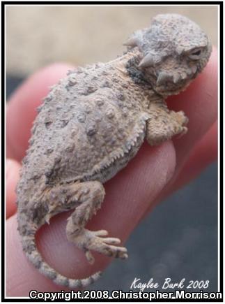 Northern Desert Horned Lizard (Phrynosoma platyrhinos platyrhinos)