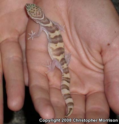 Desert Banded Gecko (Coleonyx variegatus variegatus)