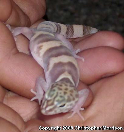 Desert Banded Gecko (Coleonyx variegatus variegatus)