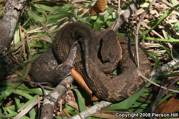 Florida Cottonmouth (Agkistrodon piscivorus conanti)