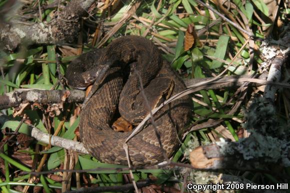 Florida Cottonmouth (Agkistrodon piscivorus conanti)