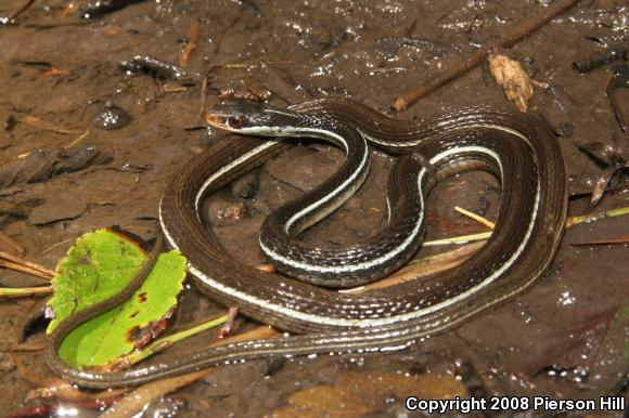 Blue-striped Ribbonsnake (Thamnophis sauritus nitae)