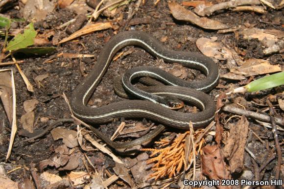 Blue-striped Ribbonsnake (Thamnophis sauritus nitae)