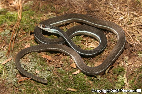 Blue-striped Ribbonsnake (Thamnophis sauritus nitae)