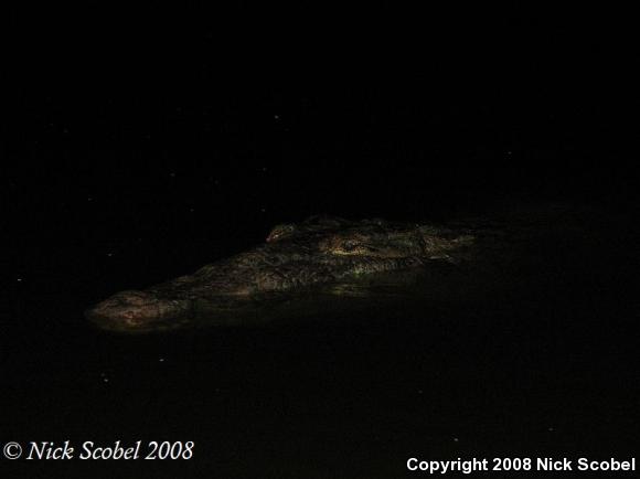 American Crocodile (Crocodylus acutus)