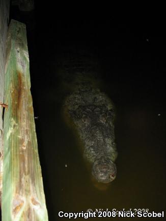 American Crocodile (Crocodylus acutus)