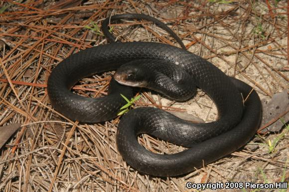 Southern Black Racer (Coluber constrictor priapus)