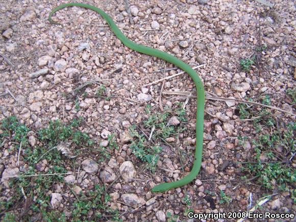 Smooth Greensnake (Opheodrys vernalis)