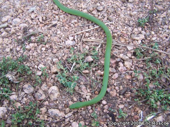 Smooth Greensnake (Opheodrys vernalis)