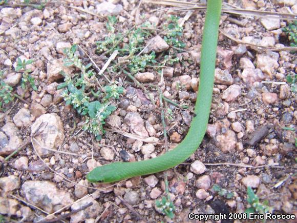 Smooth Greensnake (Opheodrys vernalis)