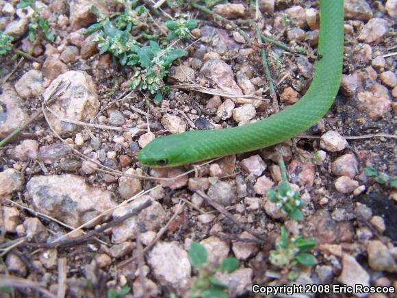 Smooth Greensnake (Opheodrys vernalis)