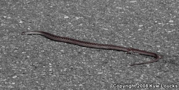 Eastern Gartersnake (Thamnophis sirtalis sirtalis)